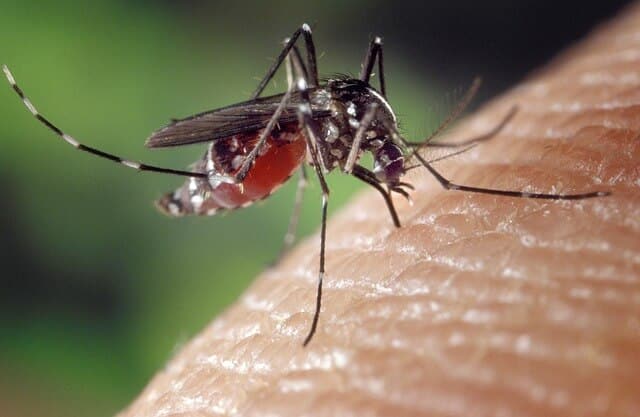 mosquito, vacation, prevent diseases, bug spray, bug repellent