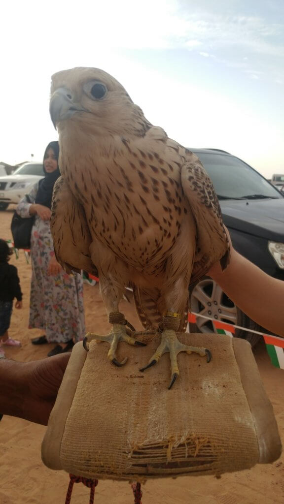 falcon, desert safari, bird interaction, 