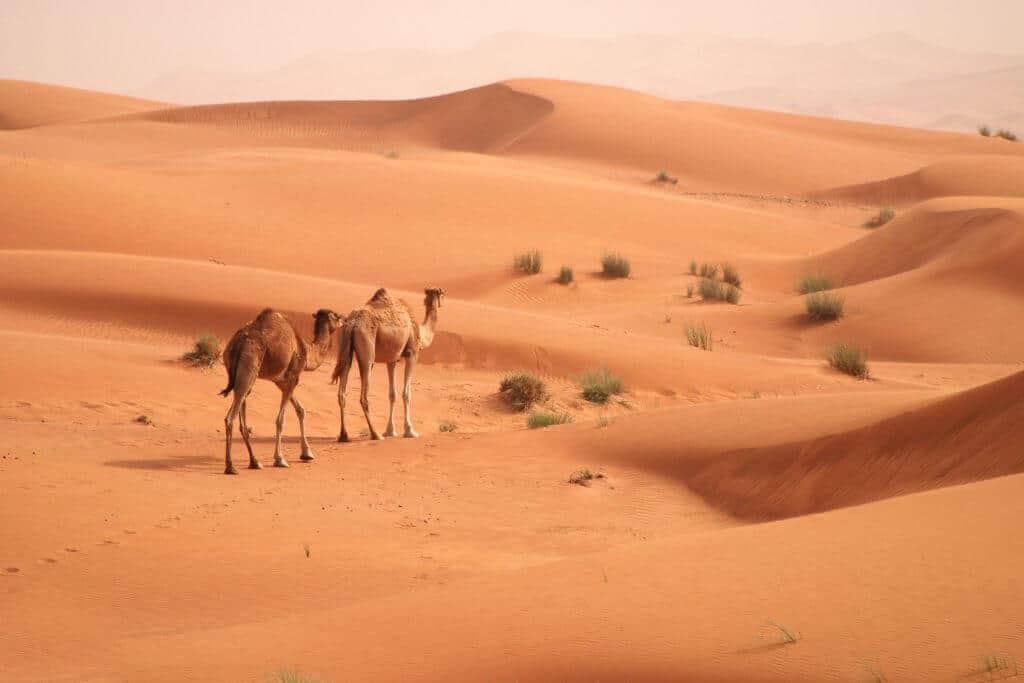 Dubai Desert Safari, two camels in a desert 