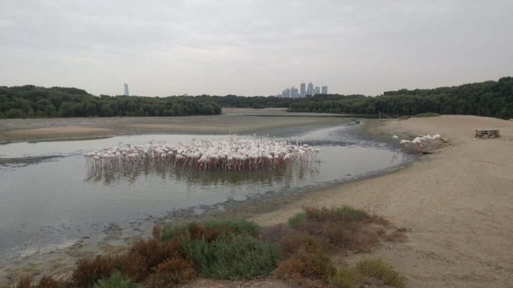 Ras Al Khor, animal sanctuary, flamingo
