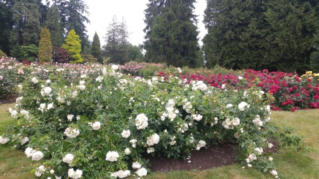 Rose garden, flowers, park, These beautiful rose bushes are one of the Stanley Park attractions, Stanley Park rose garden