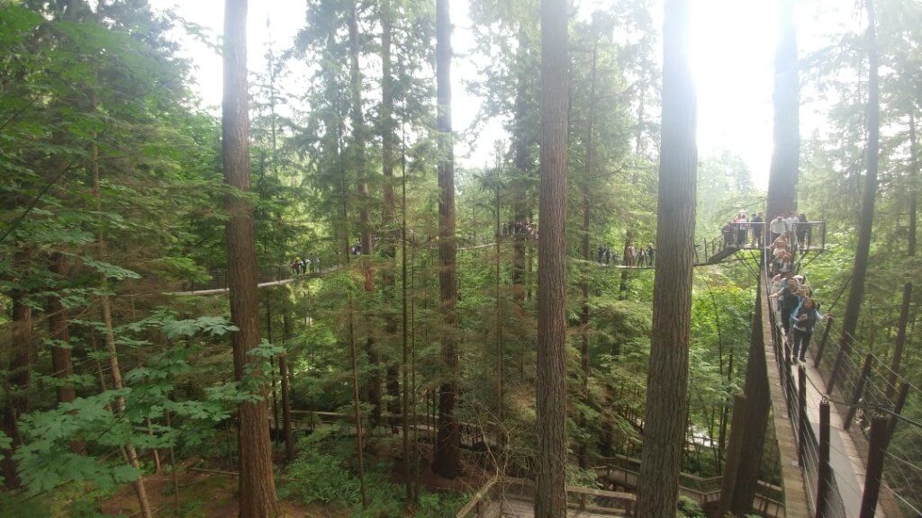 Treetop Adventure, trees, forest, Capilano Suspension Bridge