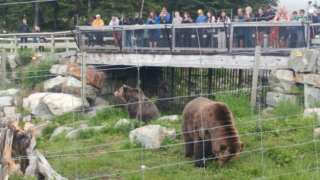Grizzly Lookout and Habitat, bears, Grouse Mountain bears