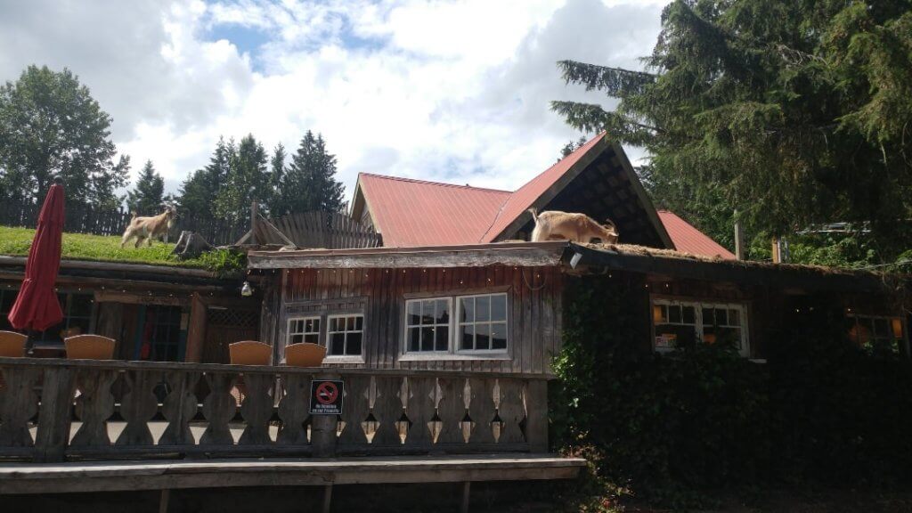 goats on the roof, Tofino