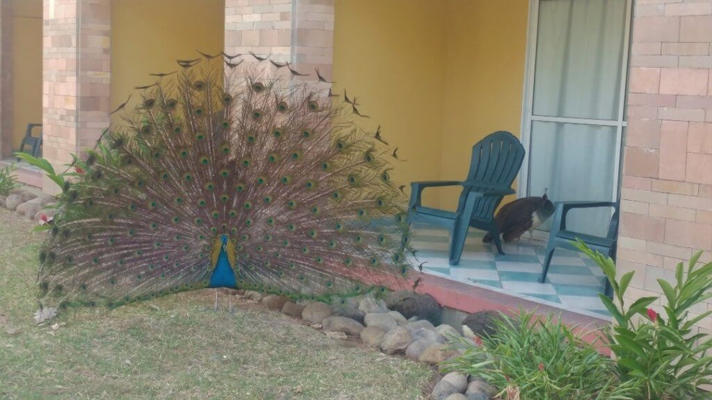 peacock, resort, birds