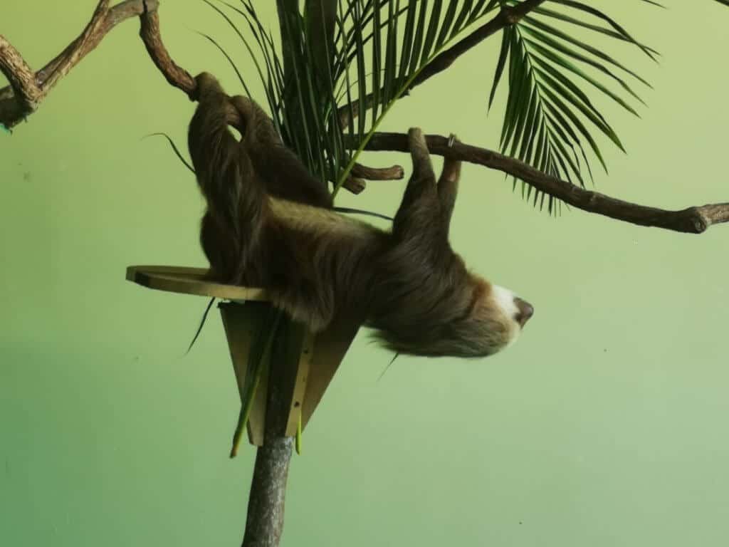 sloth, sanctuary, wildlife, rescue, jungle trip, Sloth Sanctuary Panama, Gamboa Sloth Sanctuary