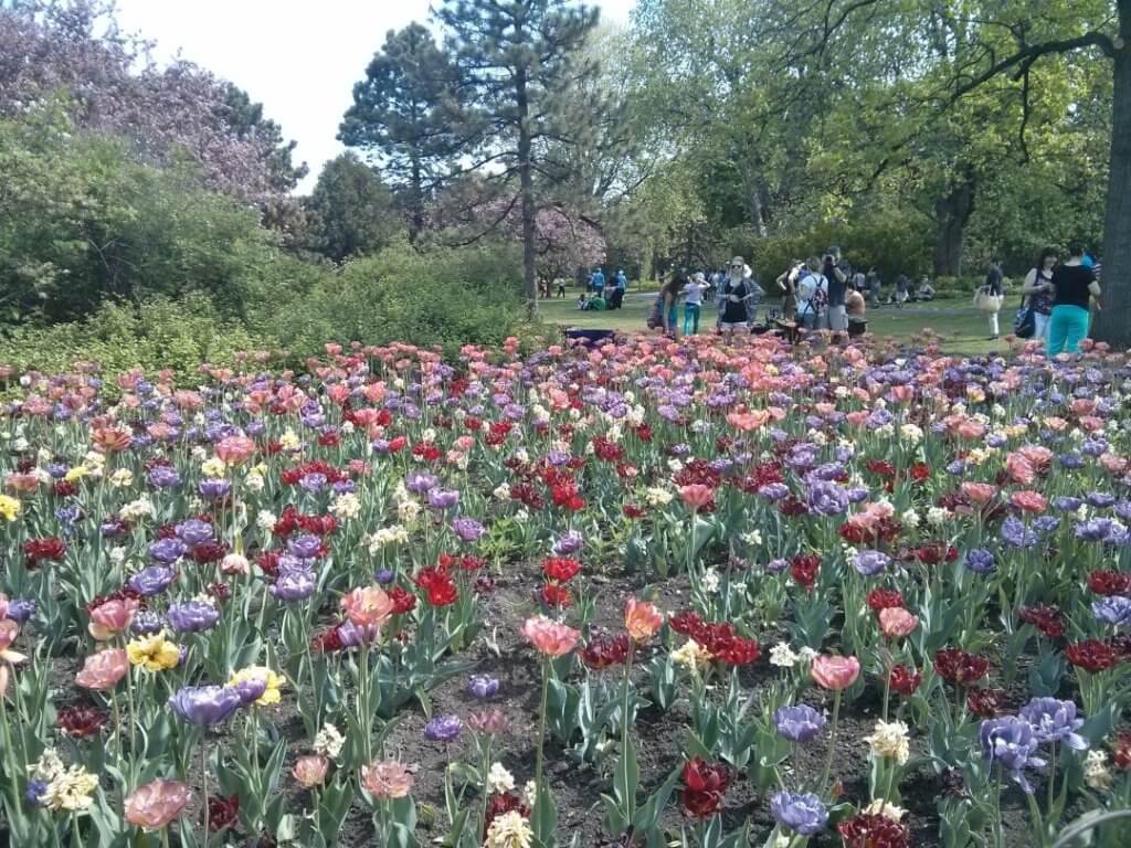 Ottawa Tulip Festival, Commissioner's Park, tulips, festival 