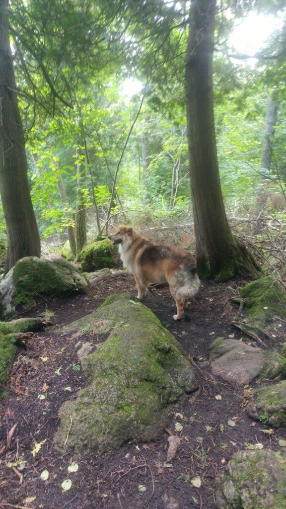 dog, hiking, mountain trail 