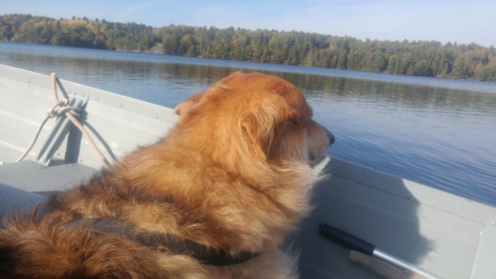 dog, boat, dog safety