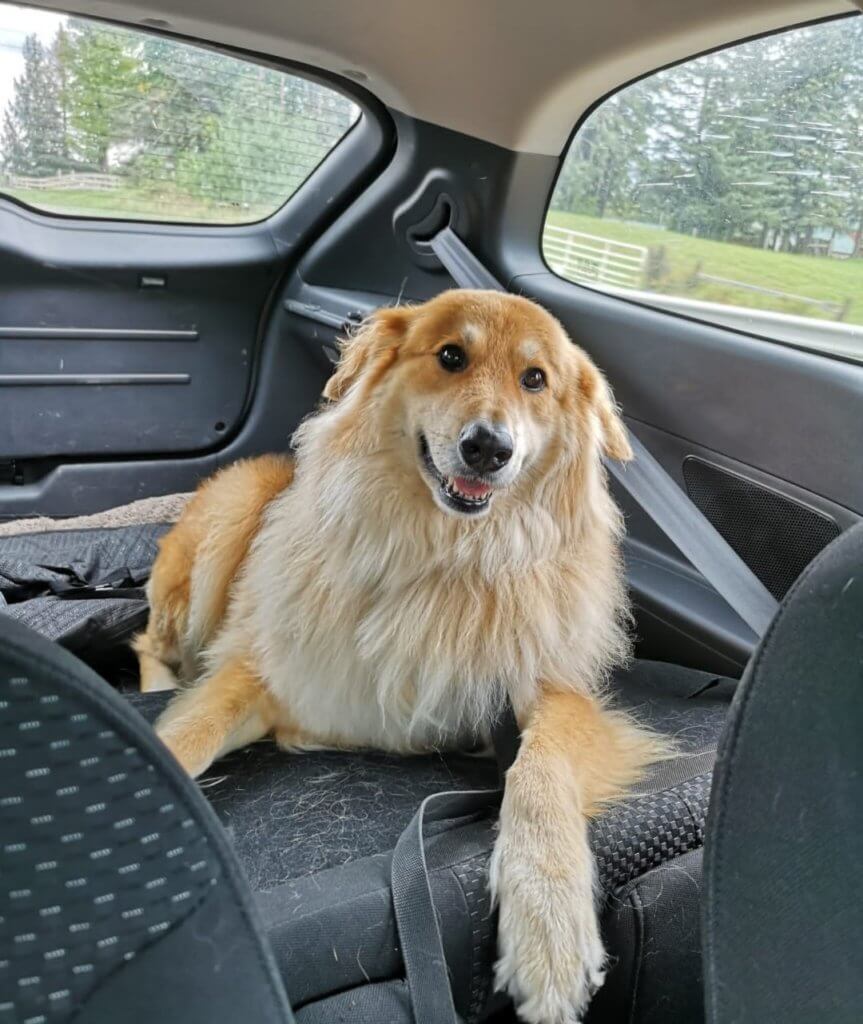 car, trip, travel, dog in a car