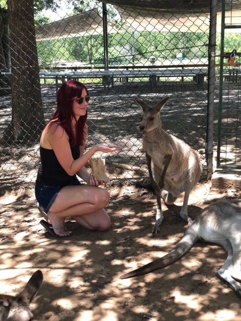 travel blog, kangaroo 