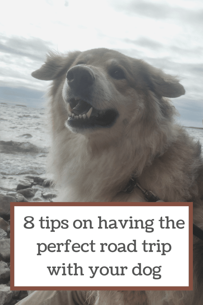 8 tips on having the perfect road trip with your dog