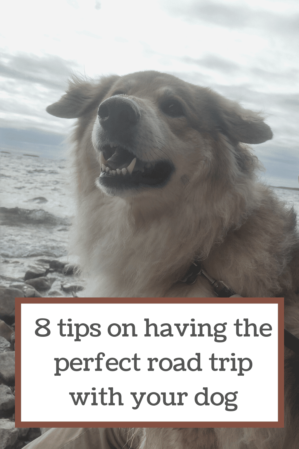 8 Tips On Having The Perfect Road Trip With Your Dog - Travel Addicted ...