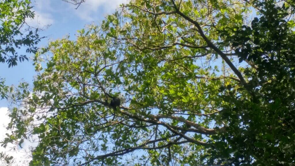 Howler Monkey in the trees, jungle in Panama