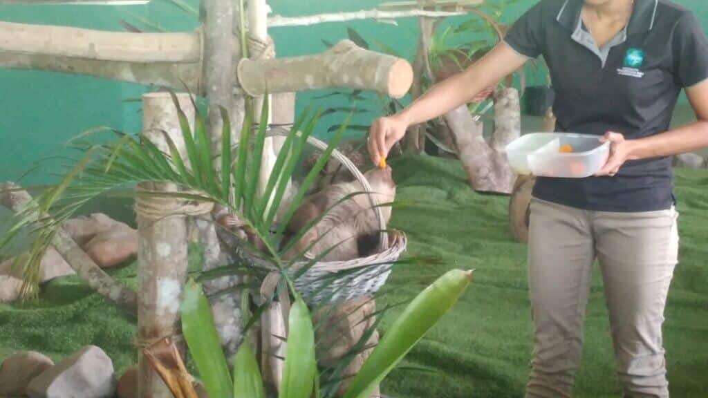 A person feeding a sloth at the Gamboa Sloth Sanctuary, Sloth Sanctuary Panama, Gamboa Sloth Sanctuary 