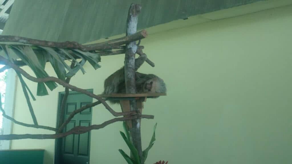 A sloth sleeping in the Gamboa Sloth Sanctuary 