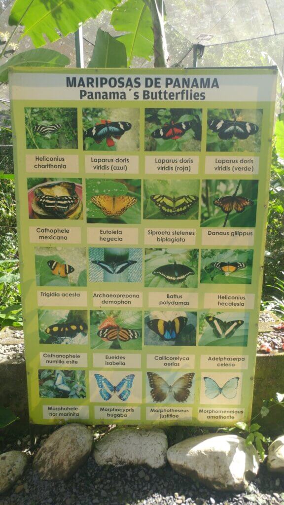 A poster with all the butterflies species in Panama, wildlife, insects 