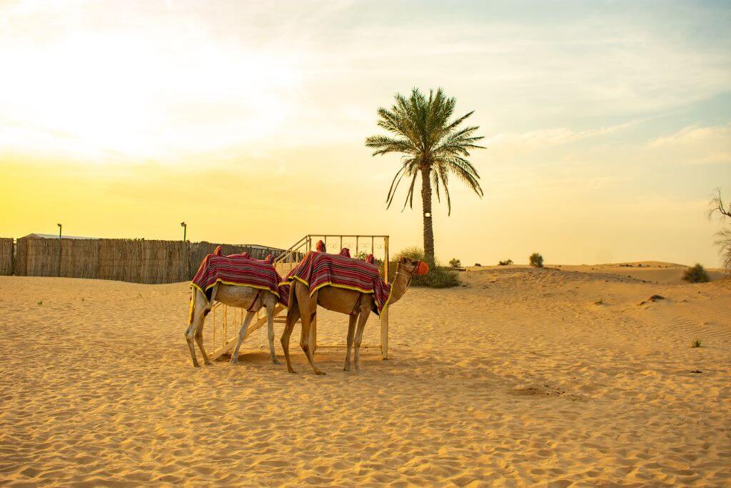 Camels resting beside the desert camp, camels, Dubai, sand