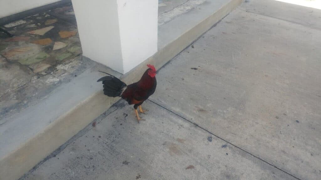 Here is one of the roosters that are just roaming freely around in Key West, Key West vibes