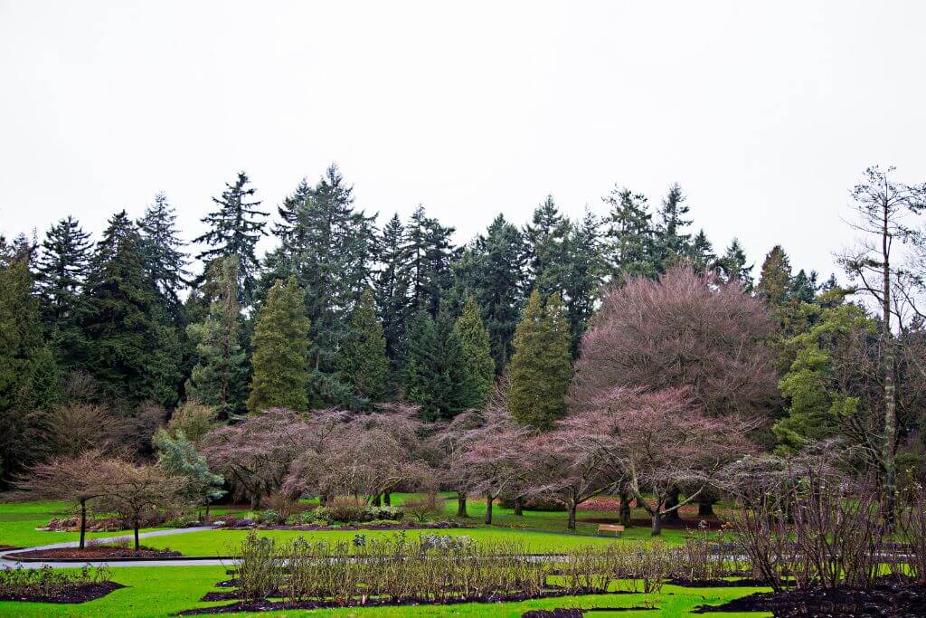 Spring is a colorful time to visit, trees in bloom, Vancouver, things to do near Vancouver Seawall