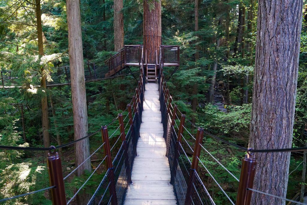 Treetop Adventure - bridges between the trees, forest, trees