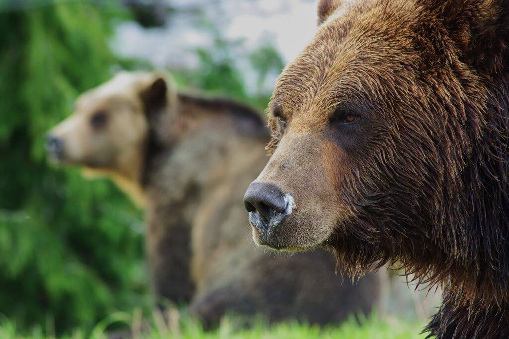 Grizzly Bear in Grouse Mountain, Vancouver