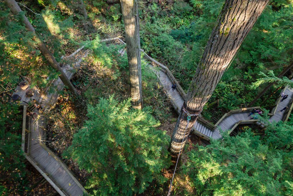 The path through the forest as seen from the Treetop Adventures, Capilano Suspension Bridge Park