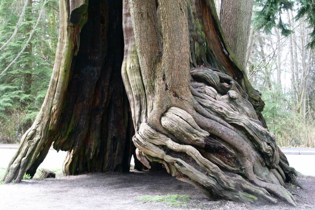 One of the things to do in Stanley Park is to take a picture inside the Hollow Tree