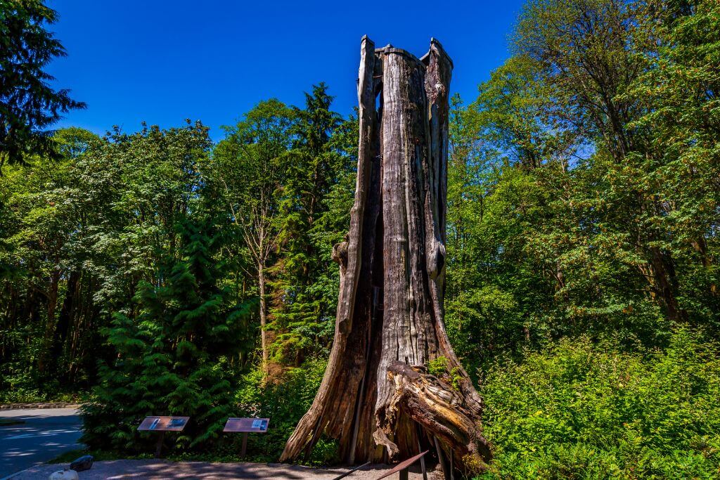 The Hollow Tree - Stanley Park attractions