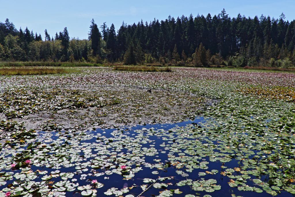 Beaver Lake in Stanley Park, nature, lake