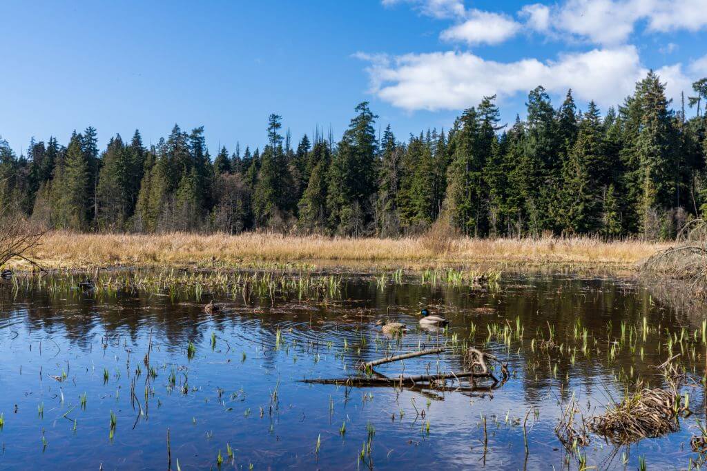 Beaver Lake, ducks, Vancouver, things to do in Stanley Park, Vancouver