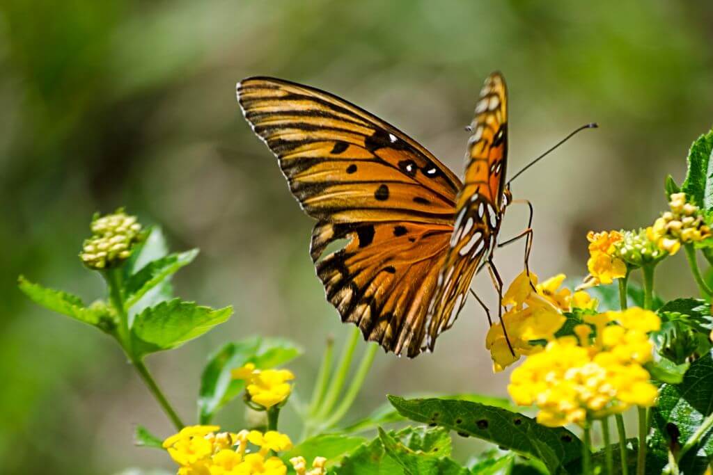 A butterfly on top of a flower, insect, orange butterfly, yellow flower