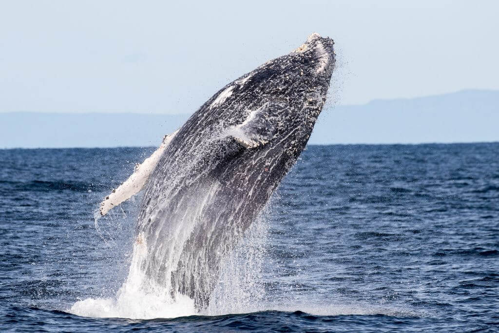 Humpback Whale, sea, ocean