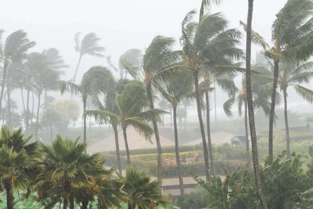 Hurricane in the Caribbean, storm, rain, palms, Is the Dominican Republic safe 