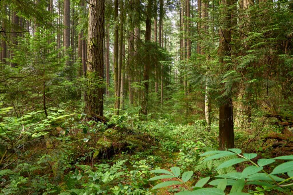 Forest, trees, greenery, Is Vancouver Worth Visiting 