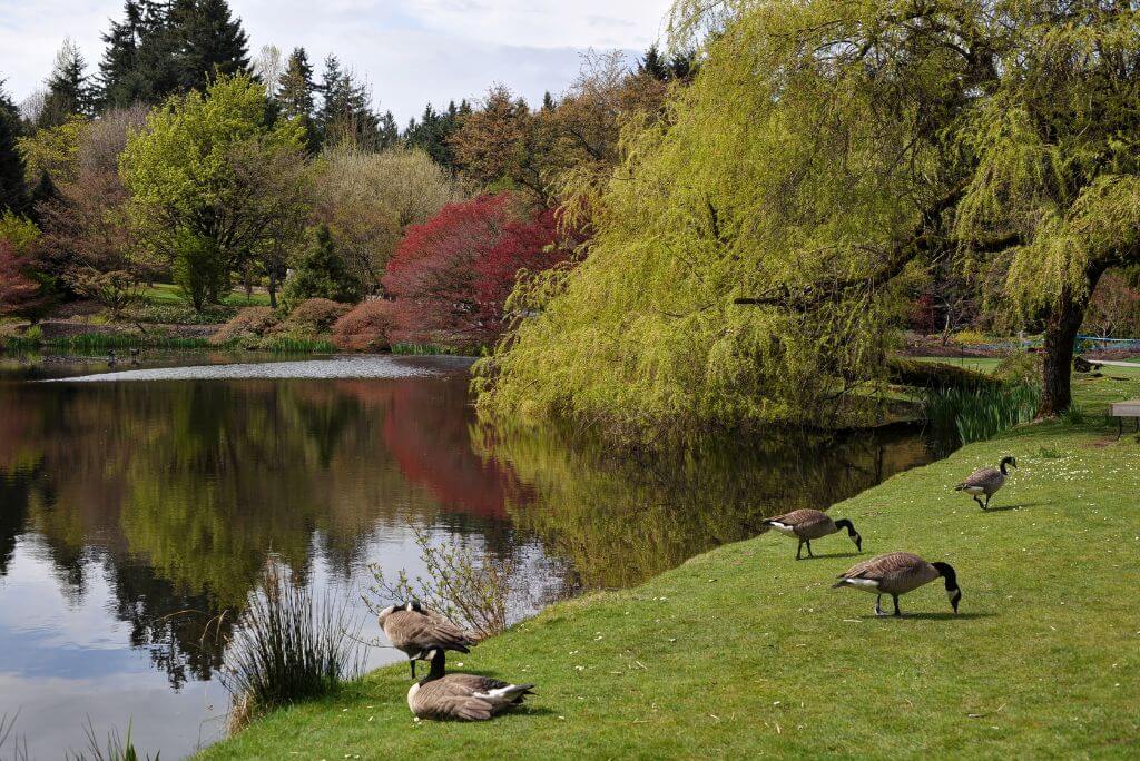 Canada Geese chilling on a lawn, lake, trees, nature