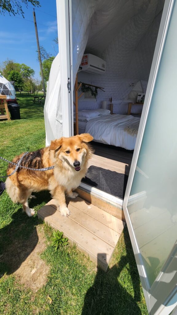 A large furry dog, entering a dome, Lungovita Beach Resort Review