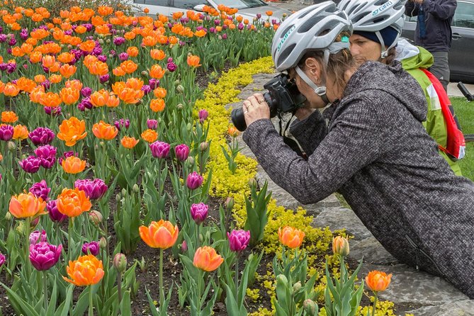 A woman taking a picture of orange and purple tulips, biking tour, tulips, flowers, spring