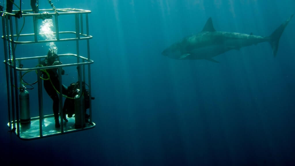 Cage Diving with Great White Sharks, Thrilling Activities Around the World, a person in a cage submerged in the water, large shark 