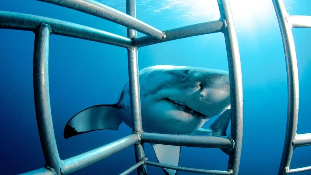 Cage Diving with Great White Sharks, Thrilling Activities Around the World 