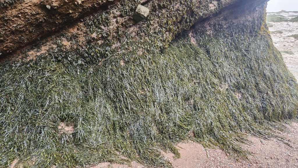 You can see tons of seaweed attached to the rocks, Hopewell Rocks