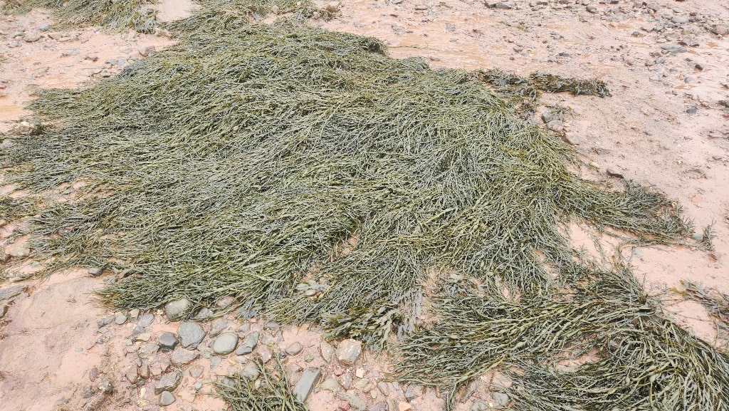 Ocean floor, pile of seaweed