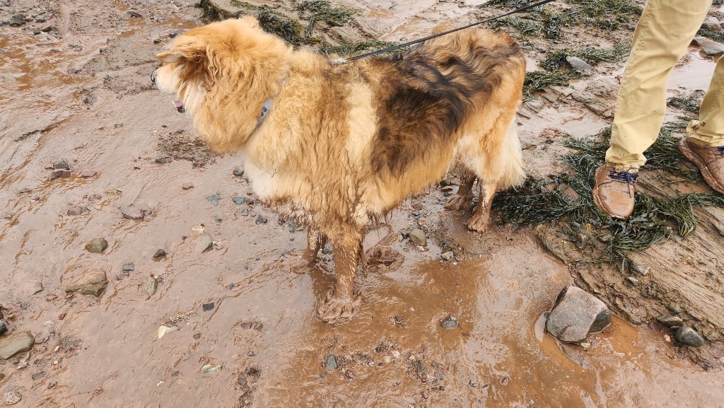 Big furry dog covered in mud, muddy ground 