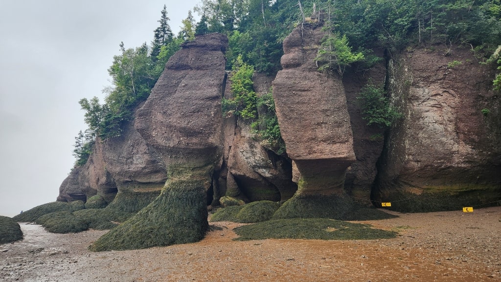 Some of the "flowerpots" are covered with seaweed at the base, rock formations