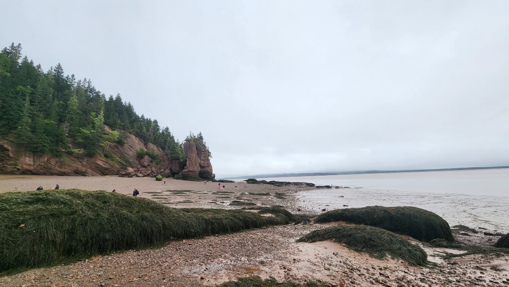 Ocean floor, mud, seaweed, New Brunswick 