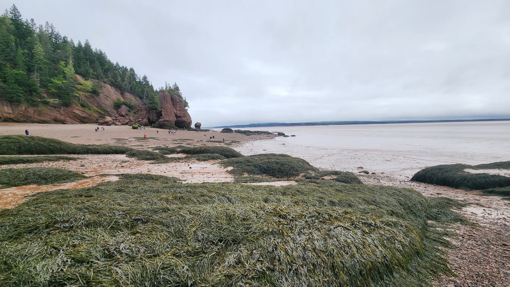 seaweed on stones, ocean, low tide, shore