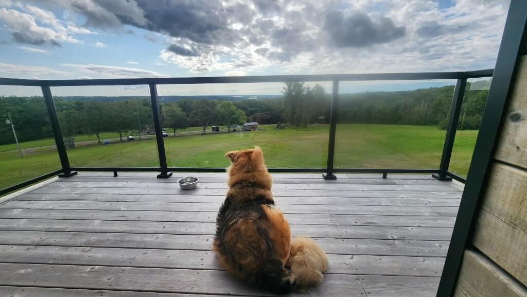 A dog on a porch, large furry dog, nature, beautiful view