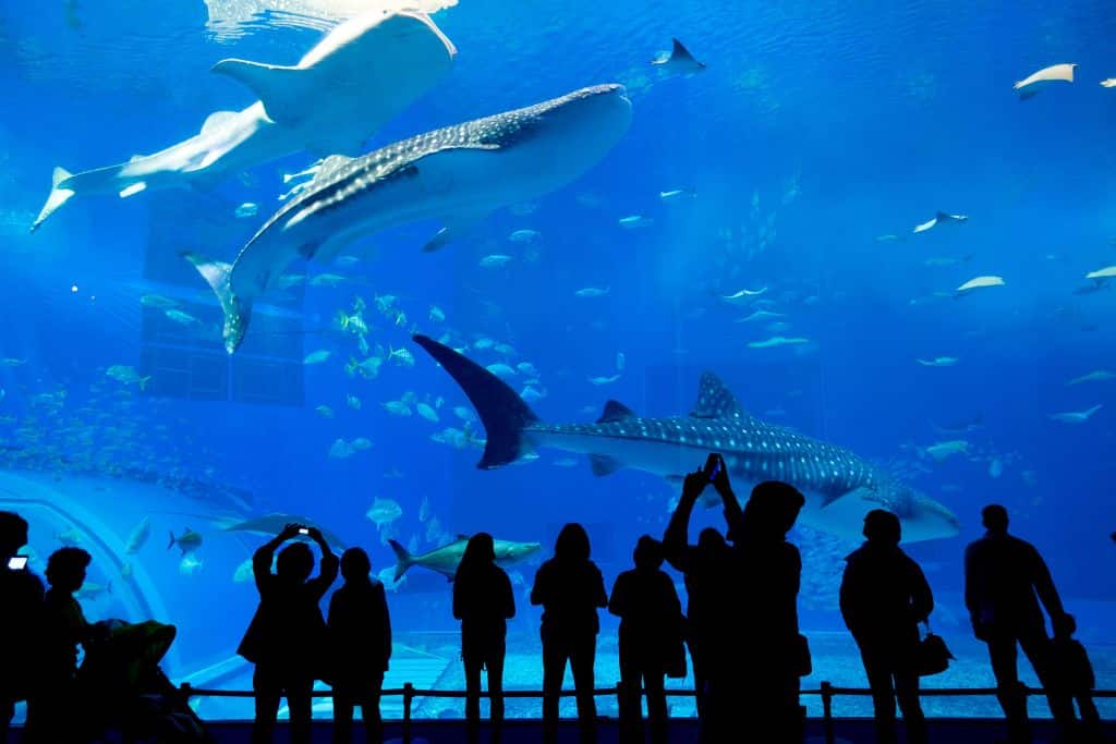 Dubai Mall Aquarium, fish, sharks, Things To Do In Dubai With Kids