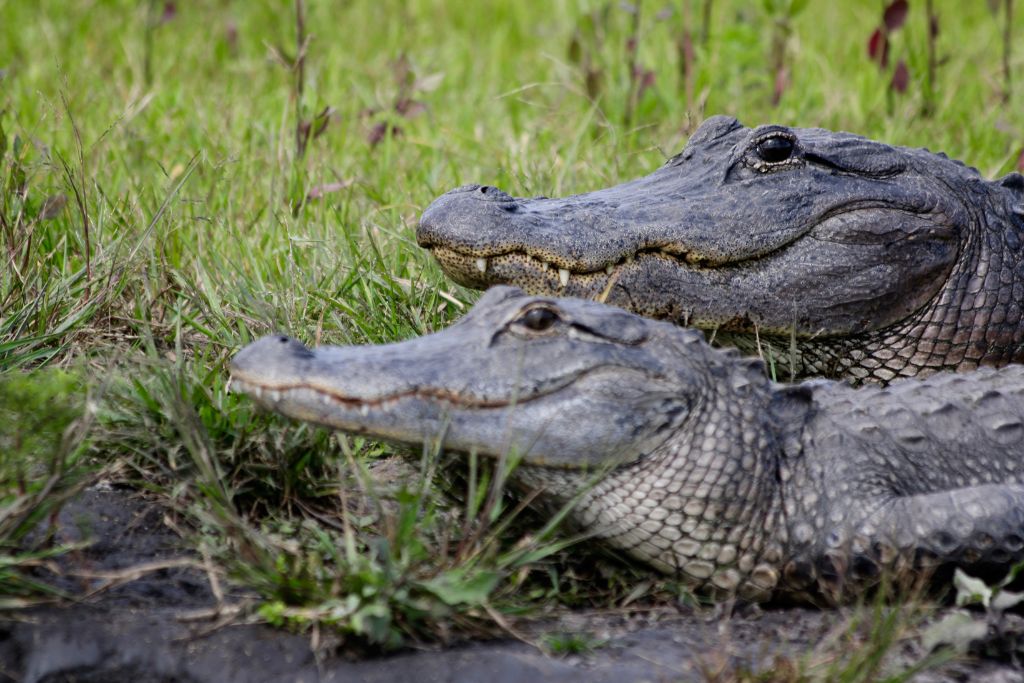 Alligators, reptiles, Alligators In Panama City Panama