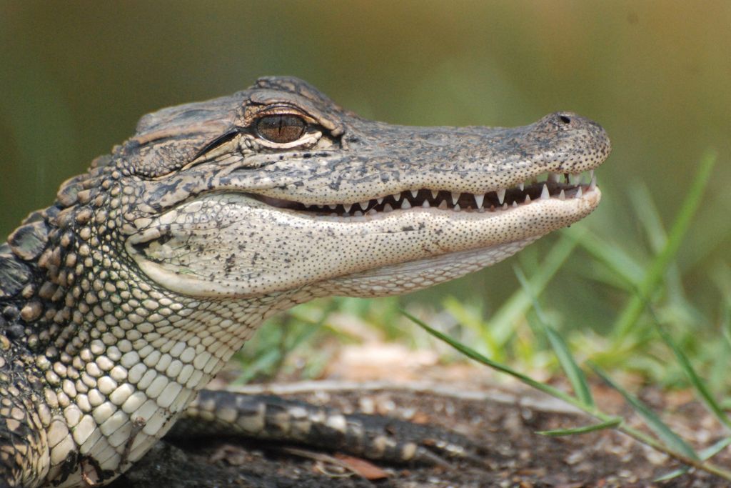 Alligator up close, reptile, close up, Alligators In Panama City Panama